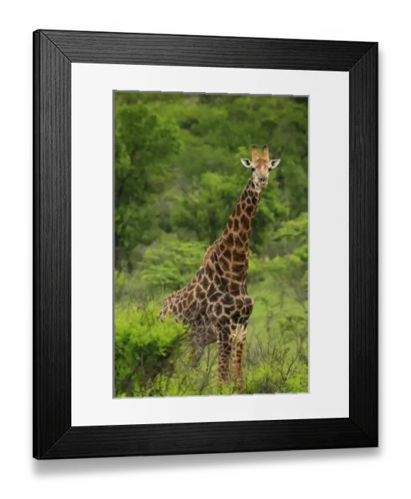 Framed Print : Africa, South Africa Framed Print : Africa, South Africa