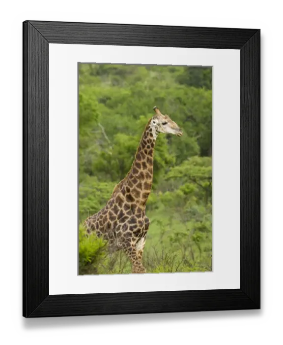 Framed Print : Africa, South Africa