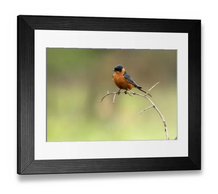 Framed Print : Africa, South Africa