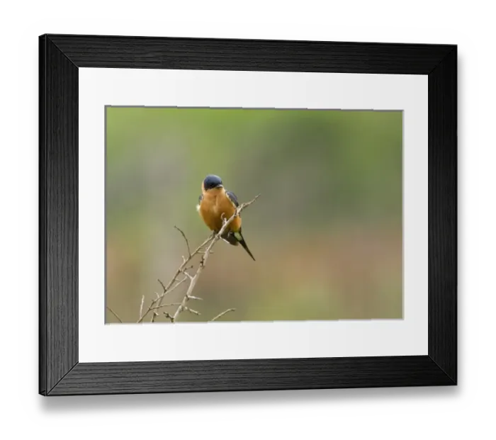 Framed Print : Africa, South Africa Framed Print : Africa, South Africa