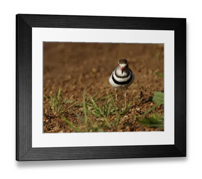 Framed Print : Threebanded Plover, Charadrius tricollaris, Mkuze Game Reserve, South Africa Framed Print : Threebanded Plover, Charadrius tricollaris, Mkuze Game Reserve, South Africa