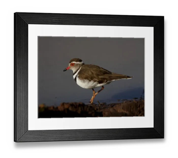 Framed Print : Threebanded Plover, Charadrius tricollaris, Mkuze Game Reserve, South Africa Framed Print : Threebanded Plover, Charadrius tricollaris, Mkuze Game Reserve, South Africa