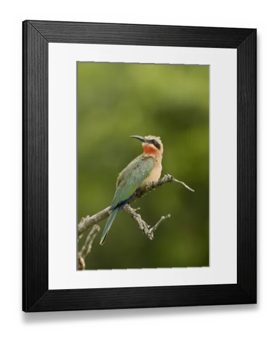 Framed Print : Whitefronted Bee-eater, Merops bullockoides, Imfolozi Game Reserve, South Africa Framed Print : Whitefronted Bee-eater, Merops bullockoides, Imfolozi Game Reserve, South Africa
