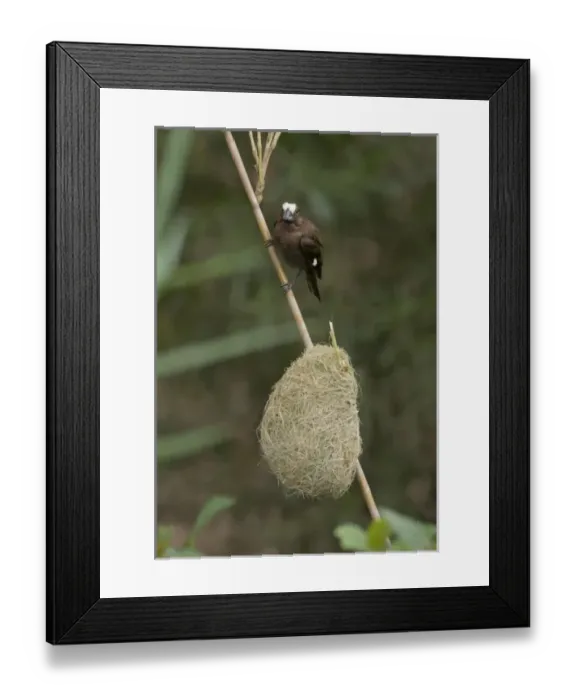 Framed Print : Africa, South Africa