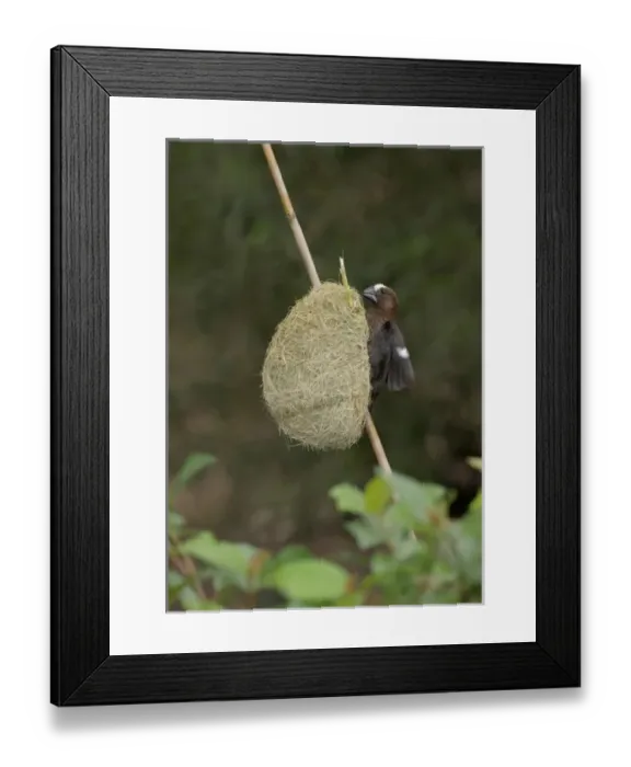 Framed Print : Thickbilled Weaver, Amblyospiza albifrons, Hluhulwe Game Reserve, South Africa Framed Print : Thickbilled Weaver, Amblyospiza albifrons, Hluhulwe Game Reserve, South Africa