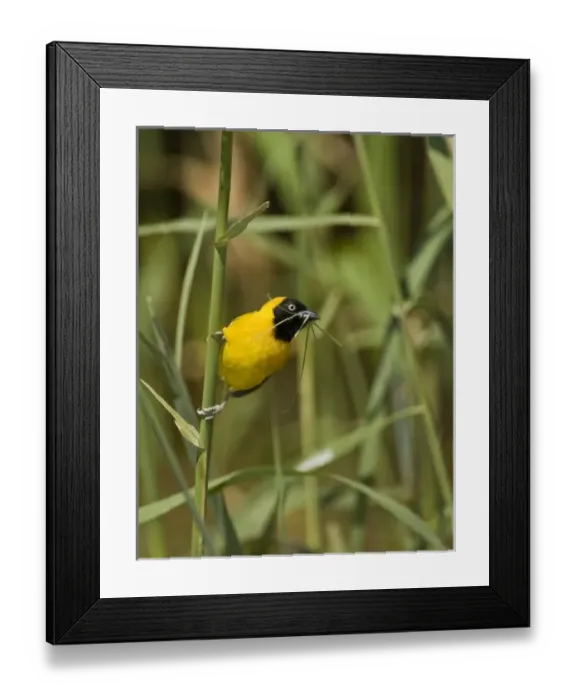 Framed Print : Africa, South Africa Framed Print : Africa, South Africa