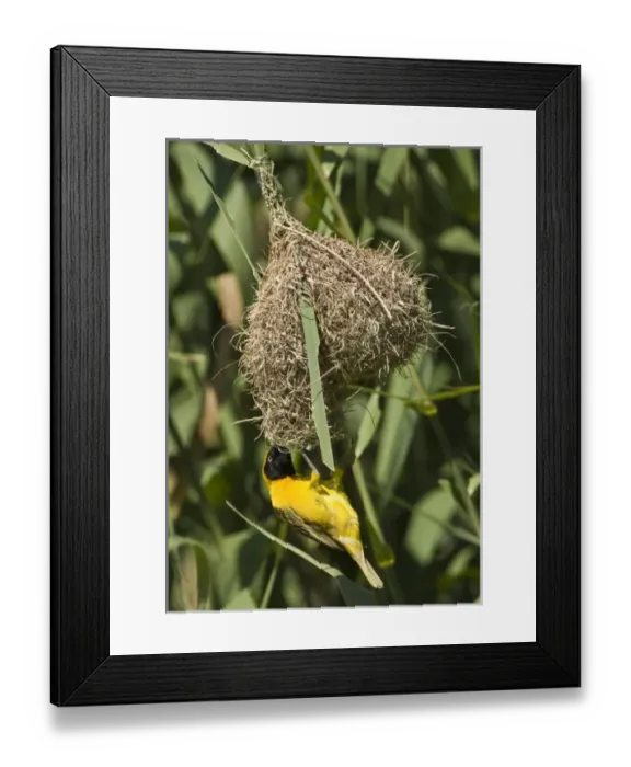 Framed Print : Africa, South Africa Framed Print : Africa, South Africa