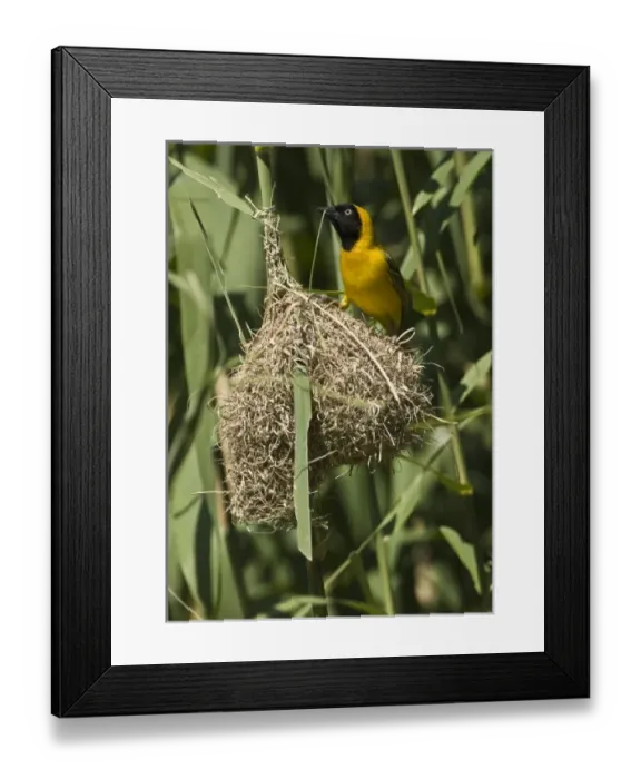 Framed Print : Africa, South Africa