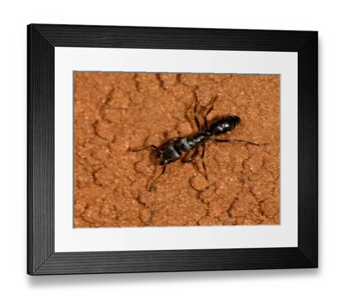 Framed Print : Harvester Ant, Messor andrei, Mkuze Game Reserve, South Africa Framed Print : Harvester Ant, Messor andrei, Mkuze Game Reserve, South Africa