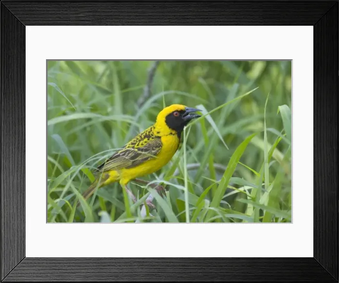 Framed Print : Spottedbacked Weavers searching for nesting material, Ploceus cucullatus, Imfolozi Game Reserve Framed Print : Spottedbacked Weavers searching for nesting material, Ploceus cucullatus, Imfolozi Game Reserve