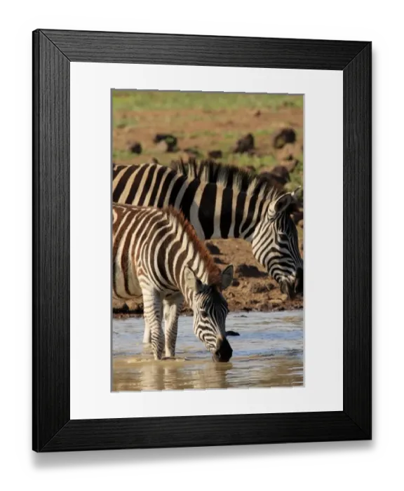 Framed Print : Africa, South Africa Framed Print : Africa, South Africa