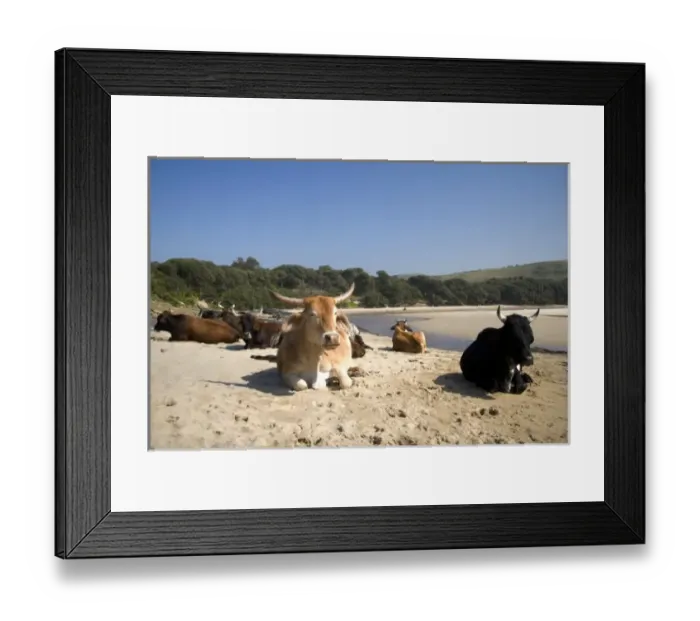 Framed Print : Coffee Bay, Transkye, South Africa. Some cows relax in the sun on a quiet beach Framed Print : Coffee Bay, Transkye, South Africa. Some cows relax in the sun on a quiet beach