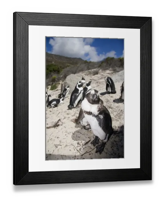 Framed Print : Cape Town, South Africa. A large colony of penguins on the Cape Peninsula Framed Print : Cape Town, South Africa. A large colony of penguins on the Cape Peninsula