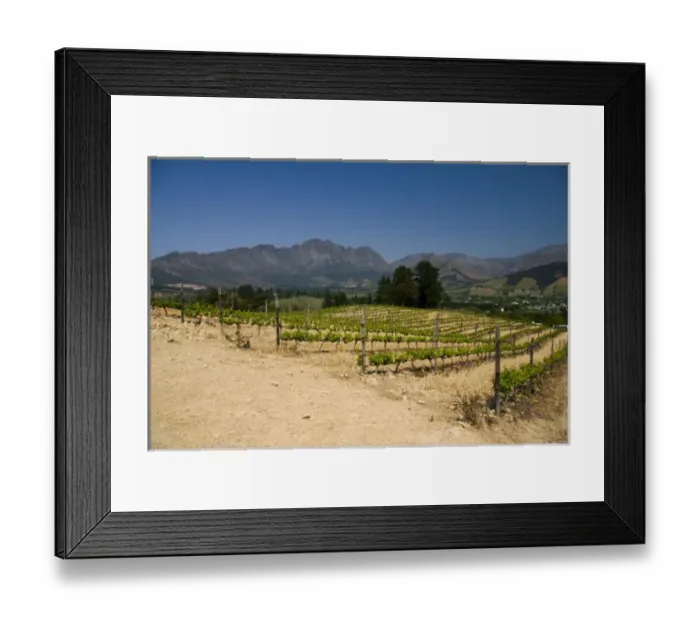 Framed Print : Stellenbosch, South Africa. Here in Stellenbosh, their vineyards produce some of SAs best Framed Print : Stellenbosch, South Africa. Here in Stellenbosh, their vineyards produce some of SAs best