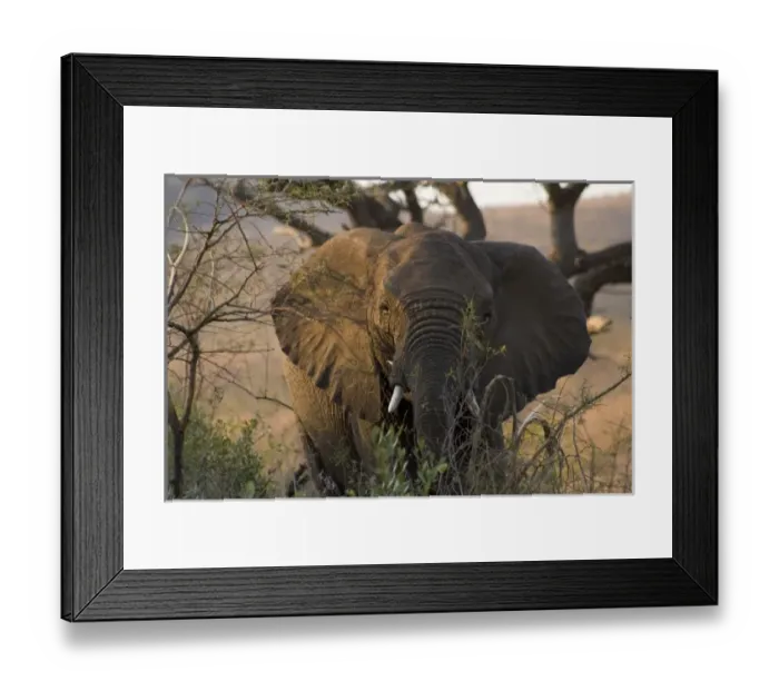 Framed Print : Africa, South Africa Framed Print : Africa, South Africa