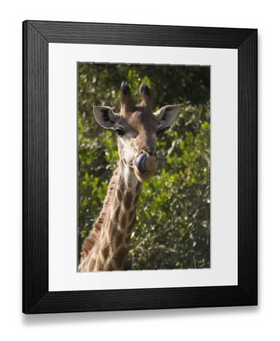 Framed Print : Africa, South Africa