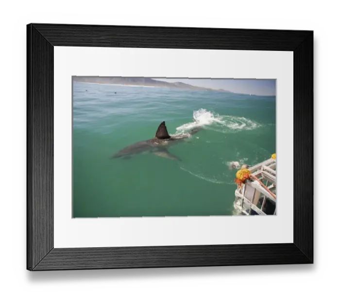 Framed Print : Hermanus, South Africa. Some of the legendary Great White Shark diving off the coast of Mosselbaai Framed Print : Hermanus, South Africa. Some of the legendary Great White Shark diving off the coast of Mosselbaai