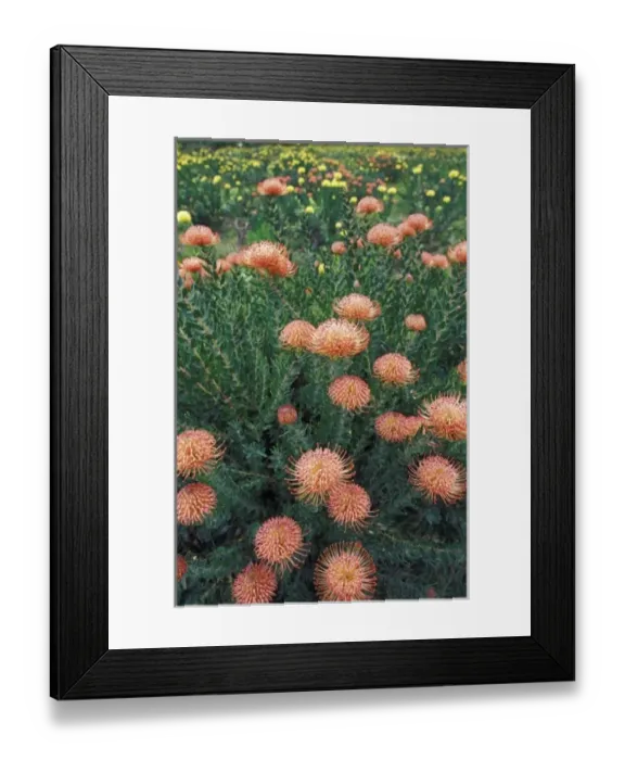 Framed Print : Africa, South Africa. Pincushion flower (Scabiosa) field Framed Print : Africa, South Africa. Pincushion flower (Scabiosa) field