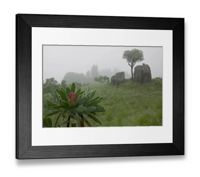 Framed Print : South Africa, KwaZulu Natal Province, Royal Natal National Park, Fog settles over Framed Print : South Africa, KwaZulu Natal Province, Royal Natal National Park, Fog settles over