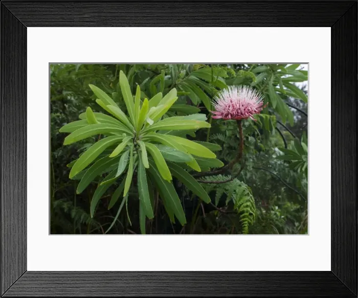 Framed Print : South Africa, KwaZulu Natal Province, Royal Natal National Park, Flowering protea Framed Print : South Africa, KwaZulu Natal Province, Royal Natal National Park, Flowering protea