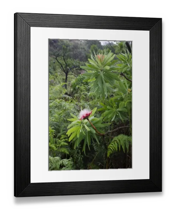 Framed Print : South Africa, KwaZulu Natal Province, Royal Natal National Park, Flowering protea Framed Print : South Africa, KwaZulu Natal Province, Royal Natal National Park, Flowering protea
