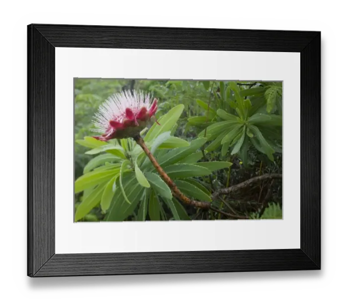 Framed Print : South Africa, KwaZulu Natal Province, Royal Natal National Park, Flowering protea Framed Print : South Africa, KwaZulu Natal Province, Royal Natal National Park, Flowering protea
