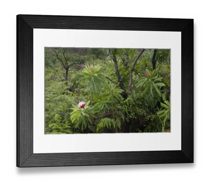 Framed Print : South Africa, KwaZulu Natal Province, Royal Natal National Park, Flowering protea Framed Print : South Africa, KwaZulu Natal Province, Royal Natal National Park, Flowering protea