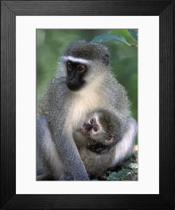 Framed Print : South Africa, Tsitsikamma Nat l Park, Vervet Monkey (Cercopithecus aethiops)