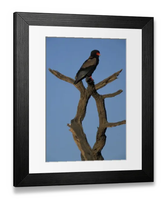 Framed Print : South Africa, Kgalagadi Transfrontier Park, Bateleur, an African raptor (Terathopius Framed Print : South Africa, Kgalagadi Transfrontier Park, Bateleur, an African raptor (Terathopius