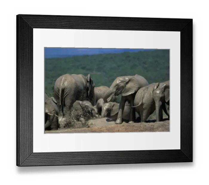 Framed Print : Elephant Herd, Addo Elephant National Park, South Africa