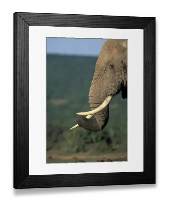 Framed Print : South Africa, Addo Elephant National Park, Bull Elephant (Loxodonta africana) by Framed Print : South Africa, Addo Elephant National Park, Bull Elephant (Loxodonta africana) by