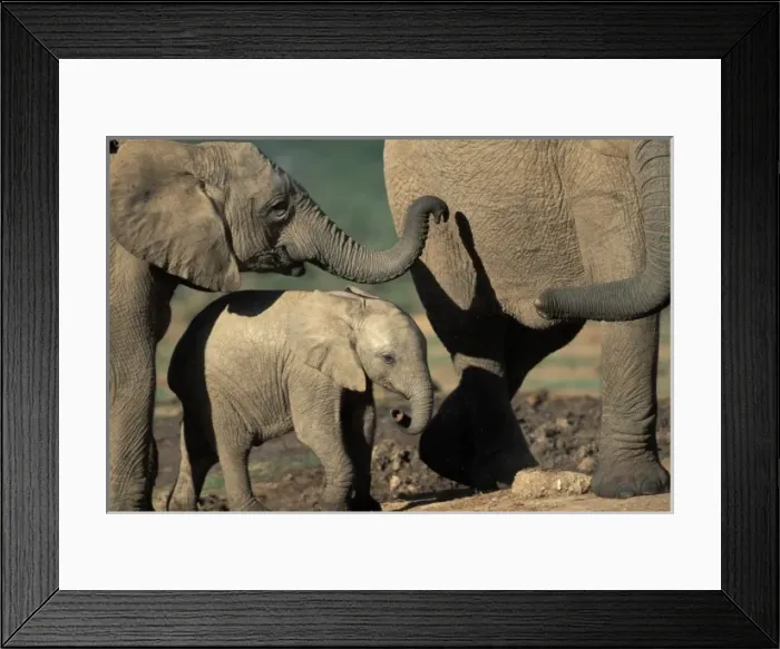 Framed Print : Africa, South Africa Framed Print : Africa, South Africa