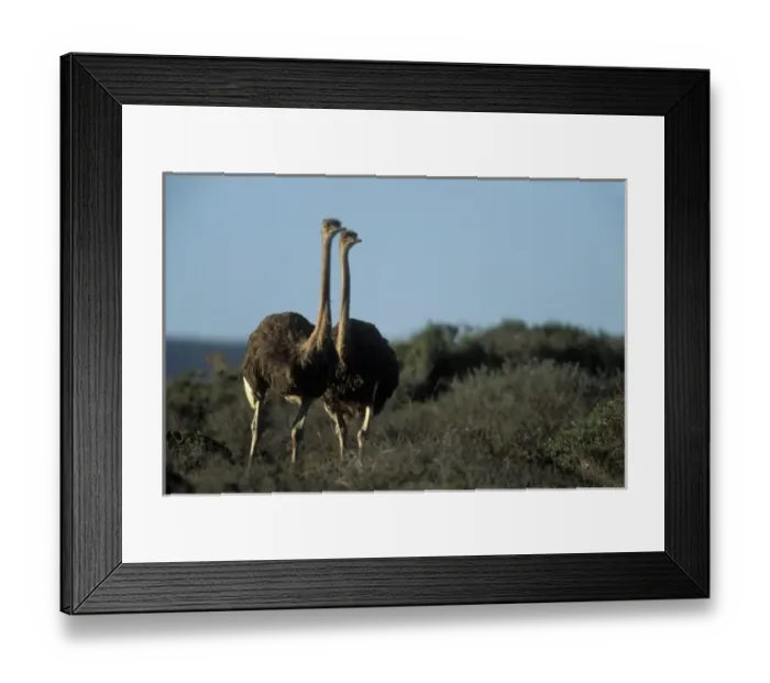 Framed Print : South Africa, West Coast National Park, Ostriches at sunset near Atlantic coast Framed Print : South Africa, West Coast National Park, Ostriches at sunset near Atlantic coast