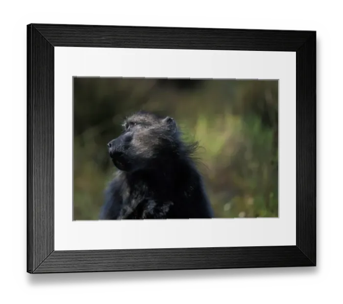 Framed Print : Africa, South Africa Framed Print : Africa, South Africa