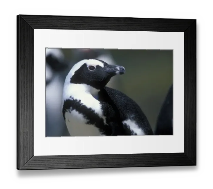 Framed Print : South Africa, Table Mountain National Park, African (Jackass) Penguin (Spheniscus Framed Print : South Africa, Table Mountain National Park, African (Jackass) Penguin (Spheniscus