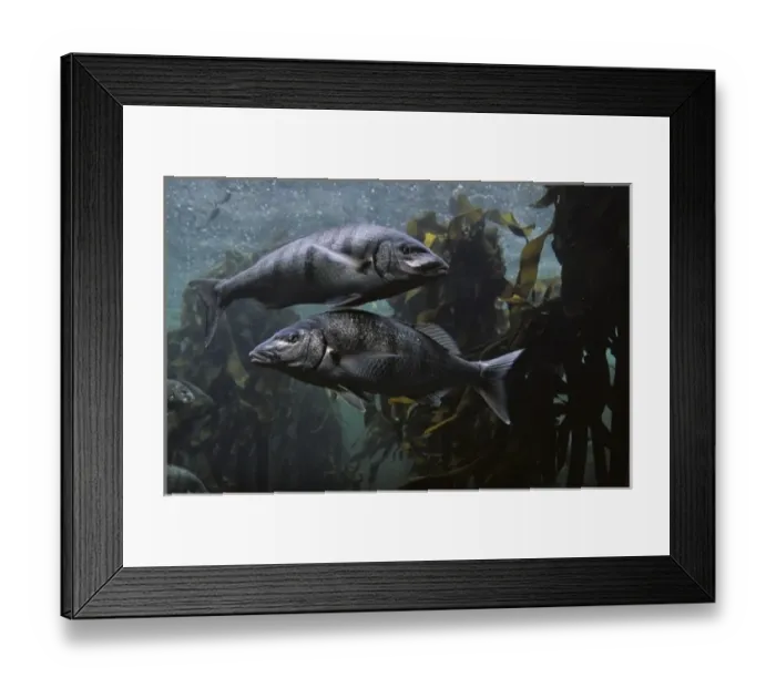 Framed Print : South Africa, Cape Town, Atlantic Ocean Fish swimming in Kelp Forest exhibit at Two Framed Print : South Africa, Cape Town, Atlantic Ocean Fish swimming in Kelp Forest exhibit at Two