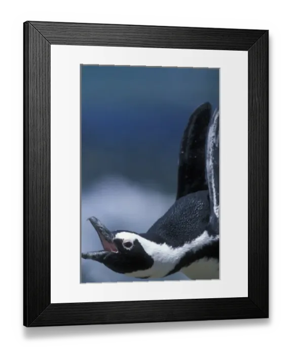 Framed Print : South Africa, Table Mountain National Park, African (Jackass) Penguin (Spheniscus Framed Print : South Africa, Table Mountain National Park, African (Jackass) Penguin (Spheniscus