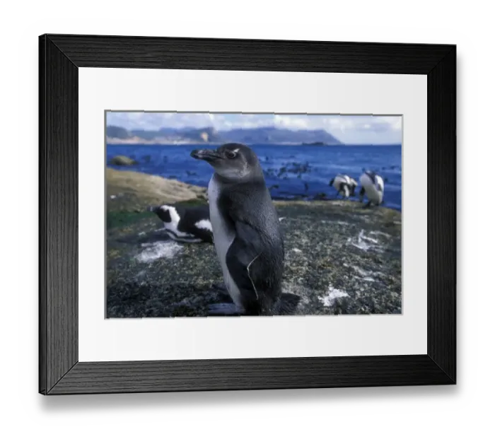 Framed Print : South Africa, Simons Town, Jackass Penguin along rocky coastline (Spheniscus Framed Print : South Africa, Simons Town, Jackass Penguin along rocky coastline (Spheniscus