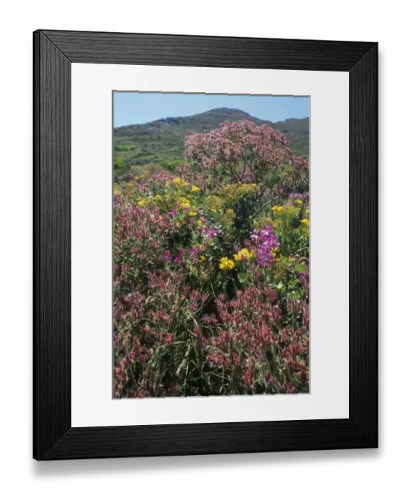 Framed Print : South Africa, Table Mountain National Park, Wildflowers bloom on fynbos vegetation Framed Print : South Africa, Table Mountain National Park, Wildflowers bloom on fynbos vegetation