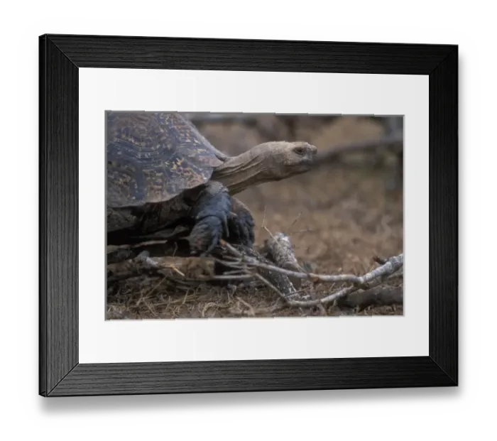 Framed Print : South Africa, Addo Elephant National Park, Leopard Tortoise (Geochelone pardalis) Framed Print : South Africa, Addo Elephant National Park, Leopard Tortoise (Geochelone pardalis)