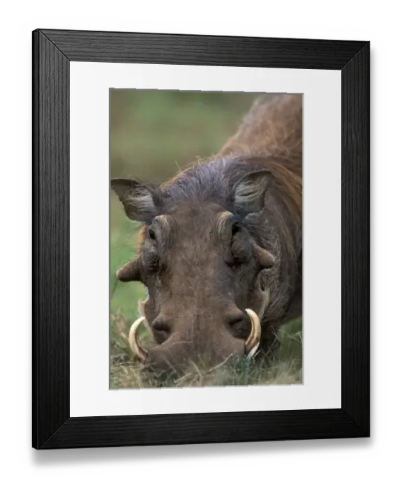 Framed Print : Africa, South Africa Framed Print : Africa, South Africa