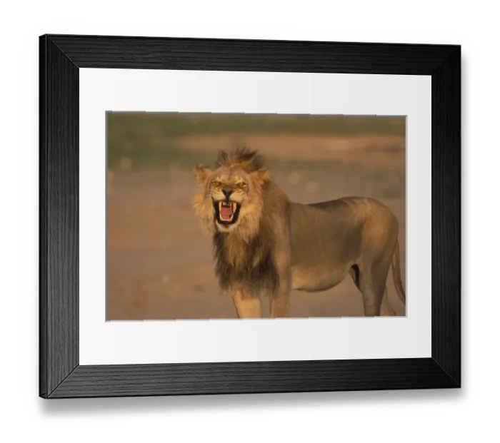 Framed Print : South Africa, Kgalagadi Transfrontier Park, Male Lion growls in Kalahari desert at sunset Framed Print : South Africa, Kgalagadi Transfrontier Park, Male Lion growls in Kalahari desert at sunset