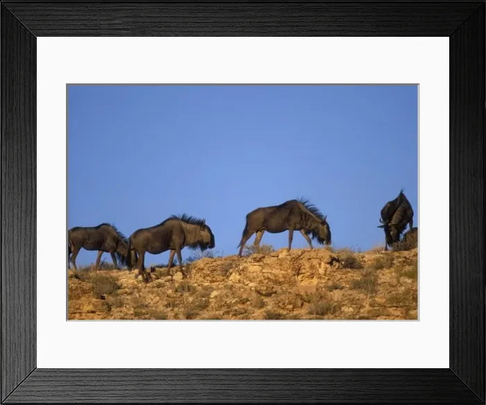 Framed Print : South Africa, Kalahari-Gemsbok Nat l Park, Blue Wildebeest (Connochaetes taurinus)