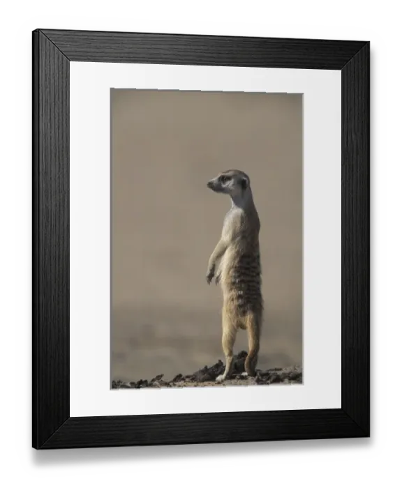 Framed Print : Africa, South Africa Framed Print : Africa, South Africa