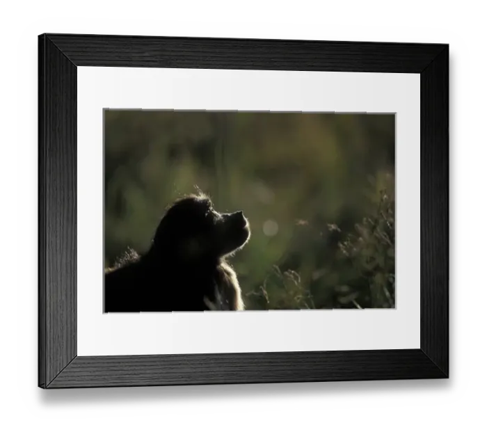 Framed Print : South Africa, Pilanesburg Game Reserve, Chacma Baboon (Papio ursinus) in tall grass Framed Print : South Africa, Pilanesburg Game Reserve, Chacma Baboon (Papio ursinus) in tall grass