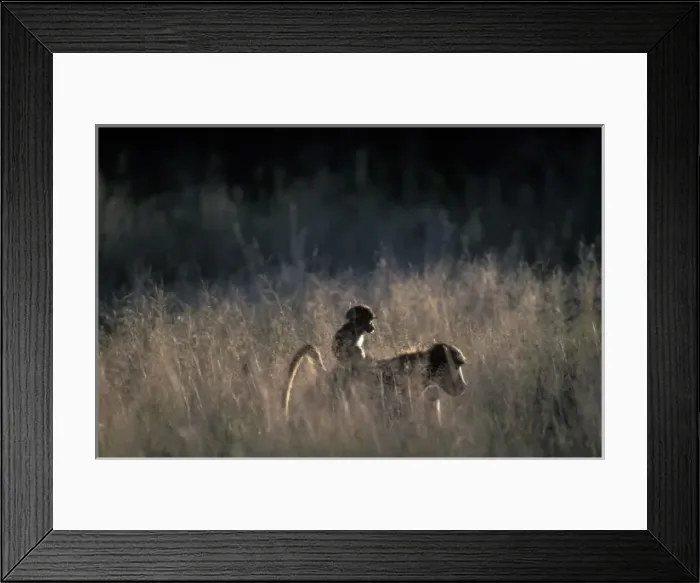 Framed Print : South Africa, Pilanesburg Game Reserve, Chacma Baboon carried on back by mother Framed Print : South Africa, Pilanesburg Game Reserve, Chacma Baboon carried on back by mother