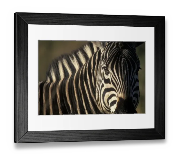 Framed Print : Africa, South Africa Framed Print : Africa, South Africa