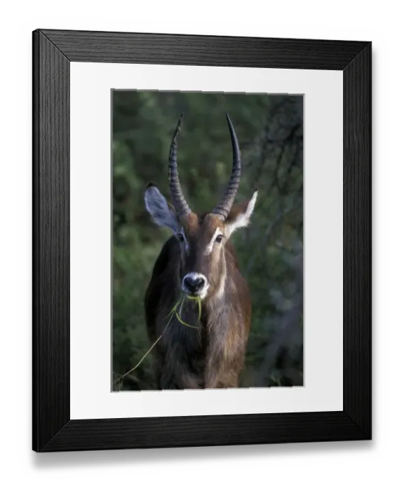 Framed Print : South Africa, Pilanesburg Game Reserve, Waterbuck (Kobus ellipsiprymnus) feeds in Framed Print : South Africa, Pilanesburg Game Reserve, Waterbuck (Kobus ellipsiprymnus) feeds in