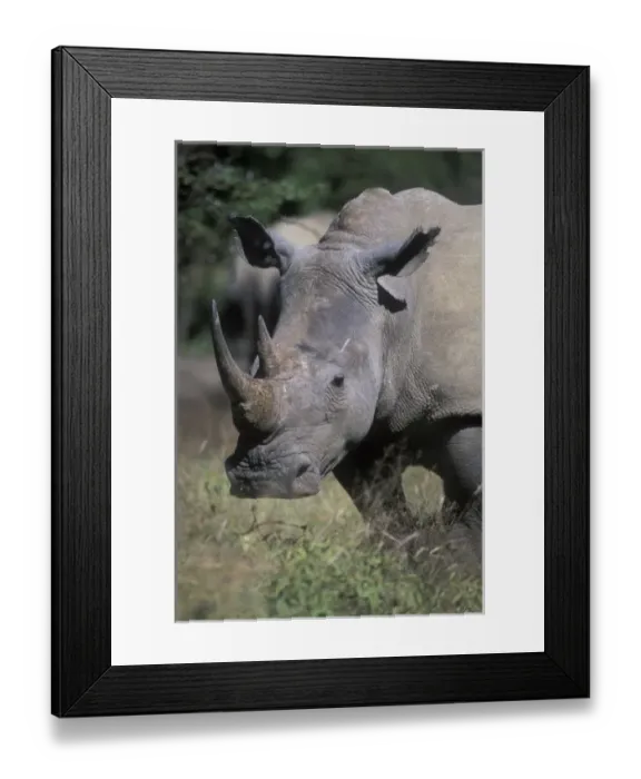 Framed Print : Africa, South Africa Framed Print : Africa, South Africa