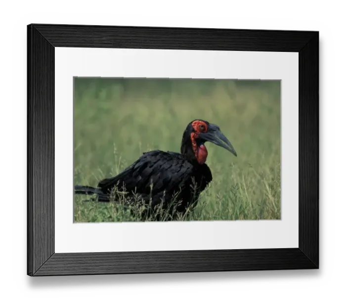 Framed Print : South Africa, Kruger National Park, South Ground Hornbill (Bucorvus cafer) walks